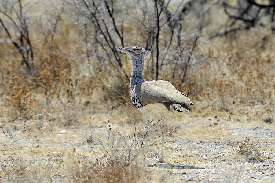 Kori Bustard