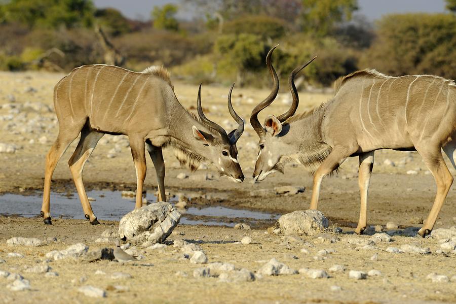 Kudu