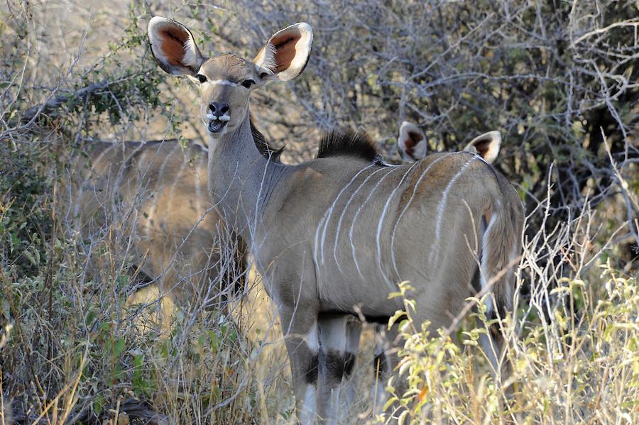 Kudu