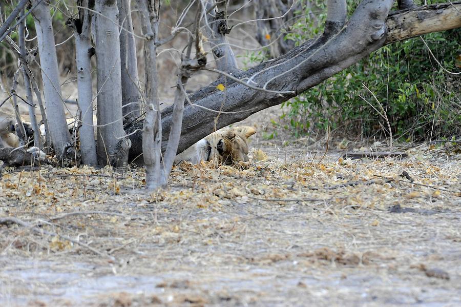 Lioness