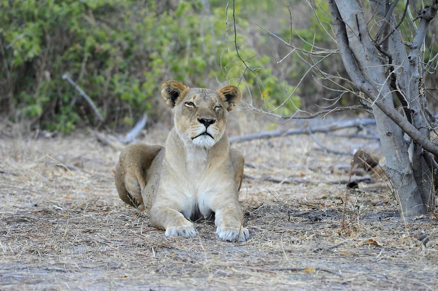 Lioness