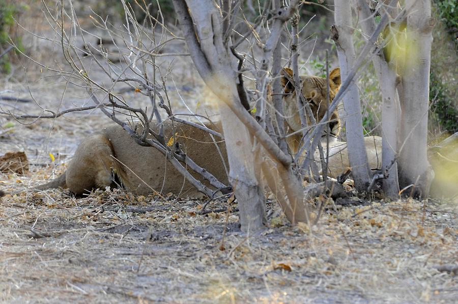 Lioness