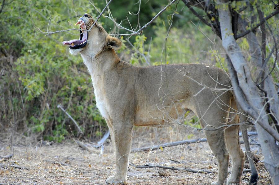 Lioness