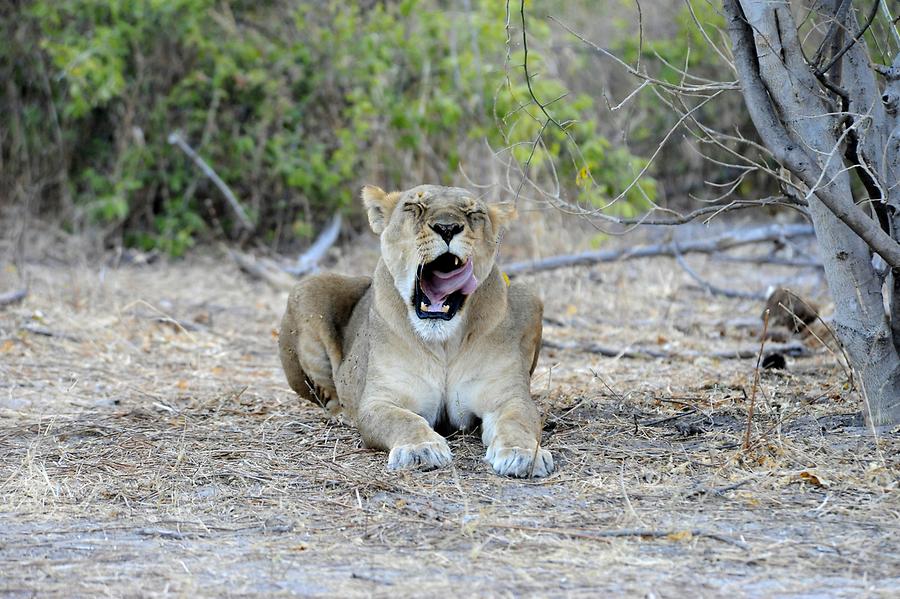 Lioness