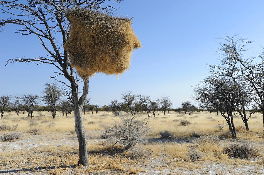 Nest of a Weaver Bird