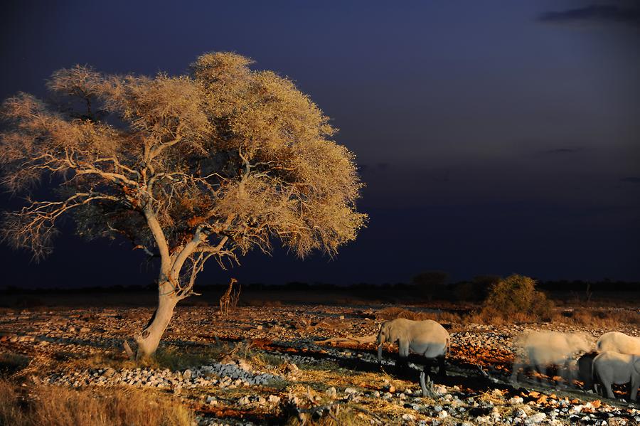 Okaukuejo at Night