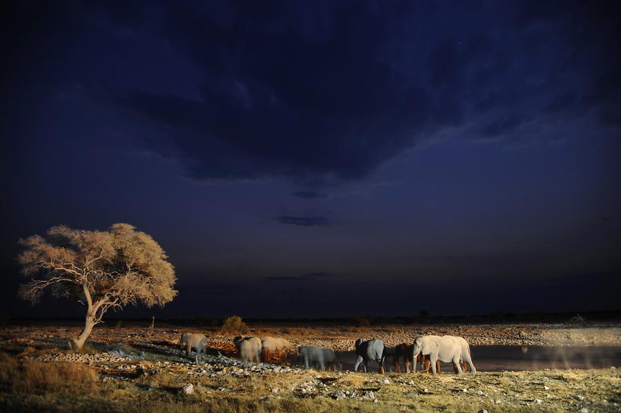 Okaukuejo at Night