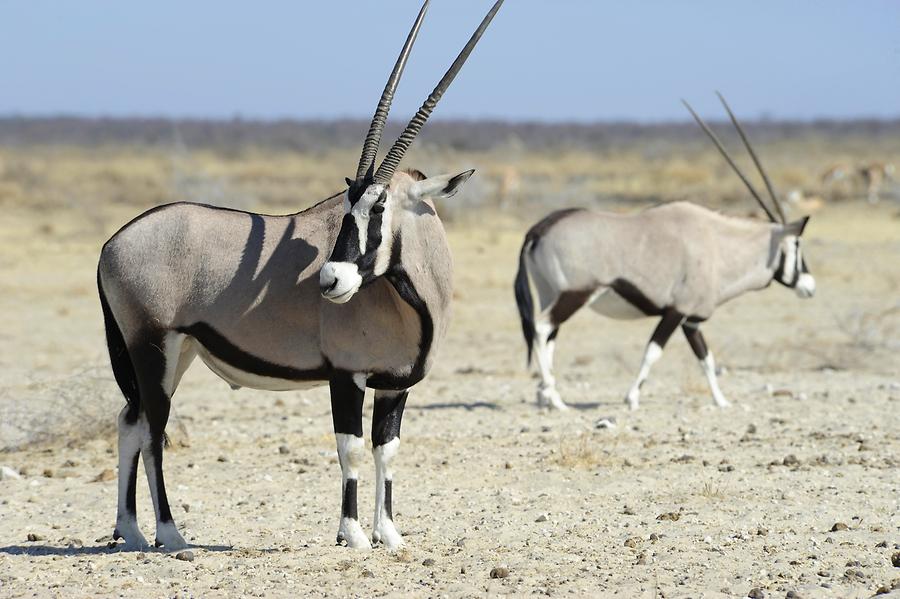 Oryx