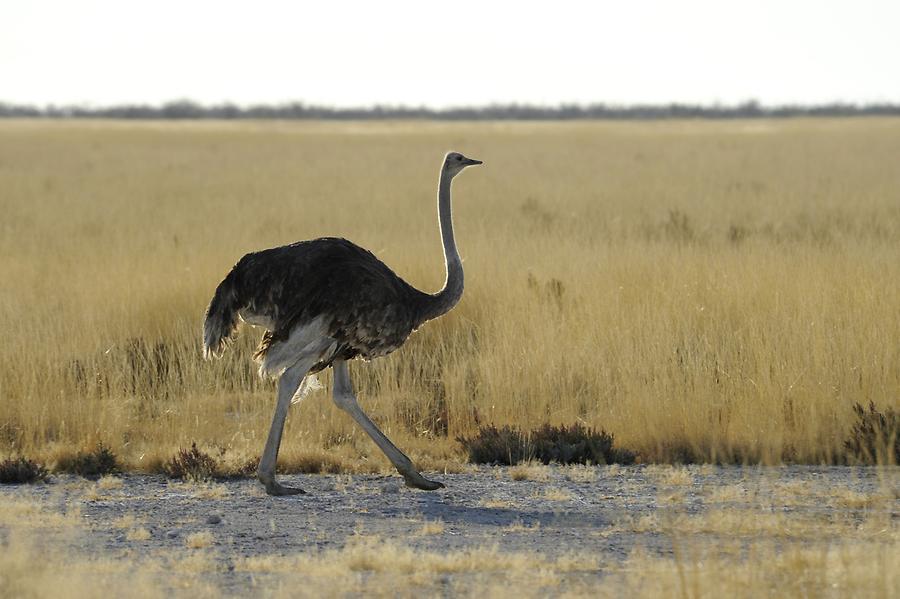 Ostrich