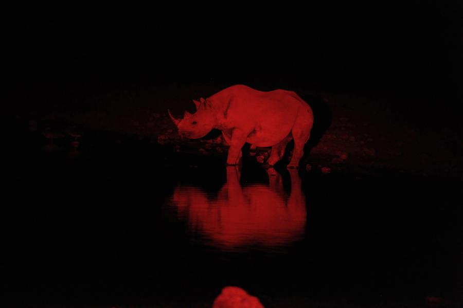 Rhino Night Safari
