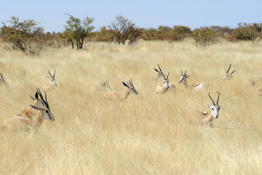 Springbok