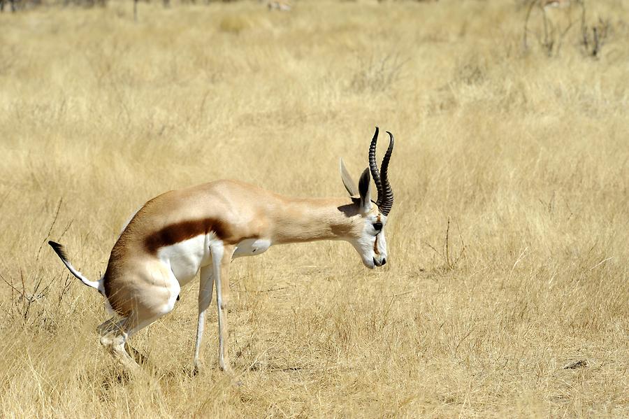 Springbok