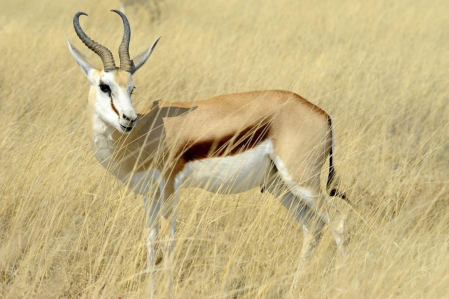 Springbok