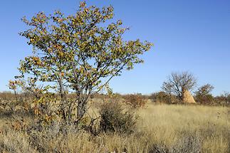 Termite Mound (1)