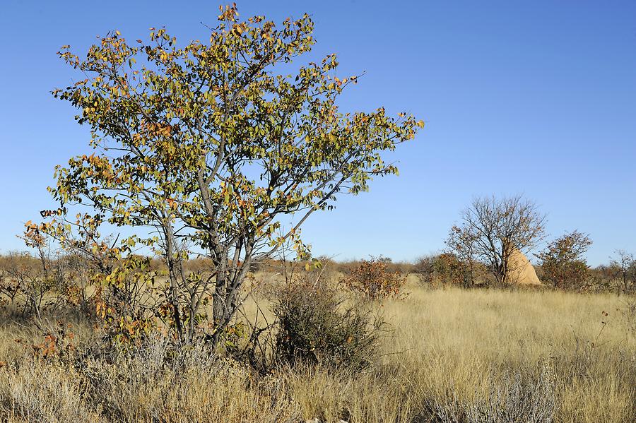 Termite Mound