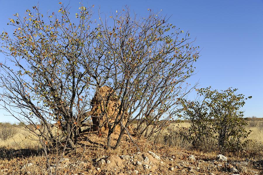 Termite Mound