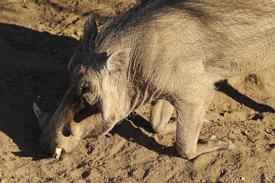 Warthog