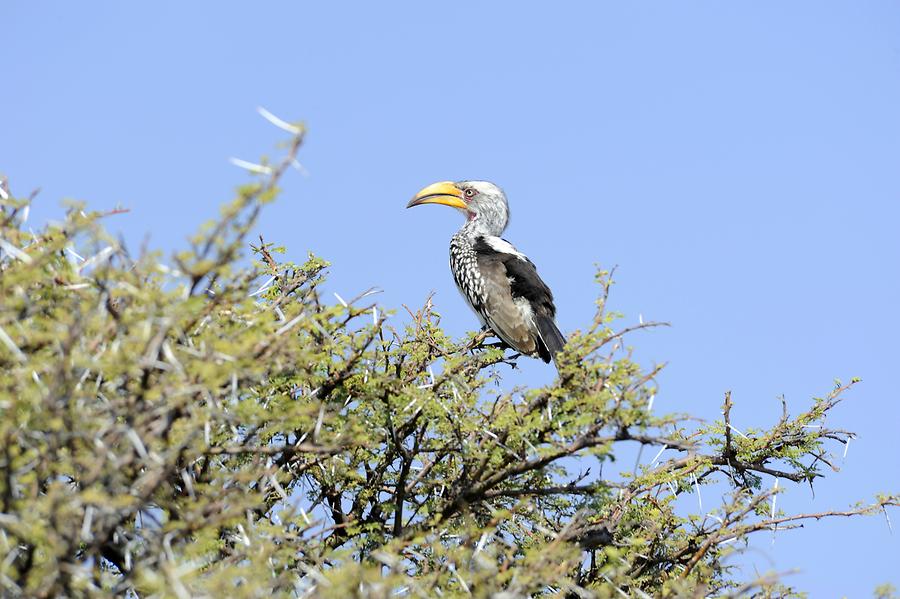 Yellow-billed Hornbill