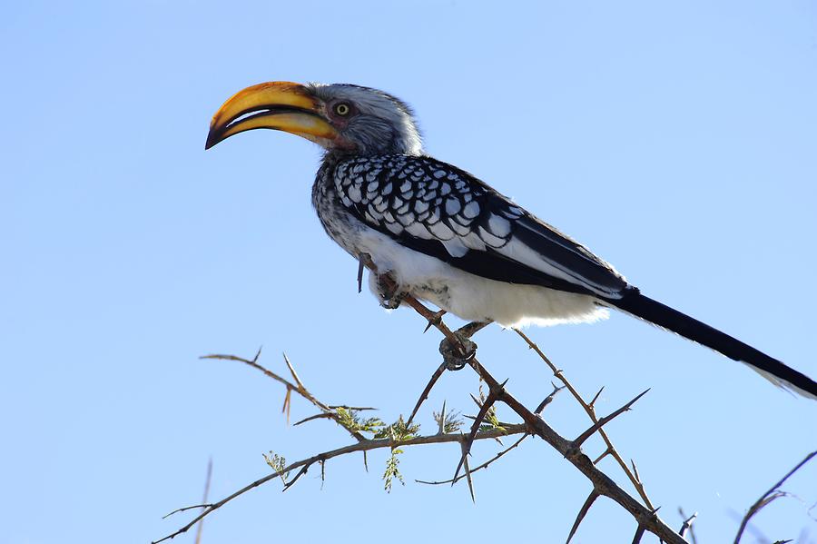 Yellow-billed Hornbill