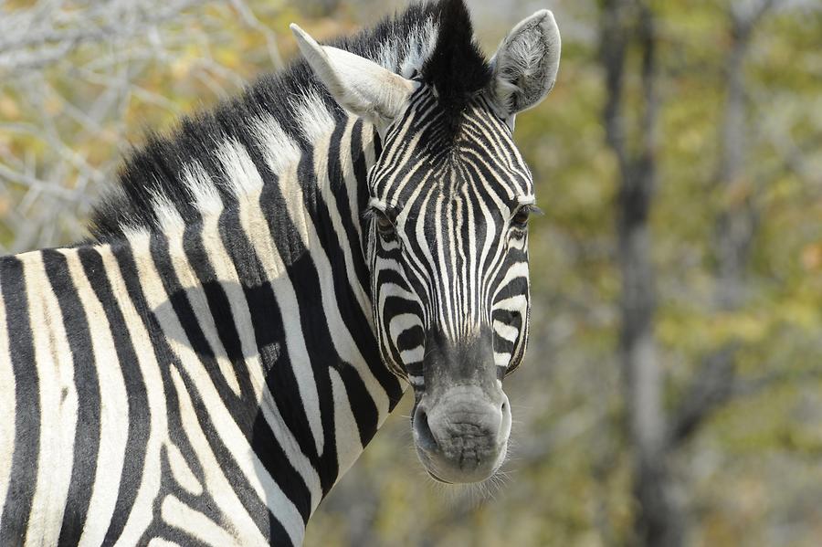 Zebra