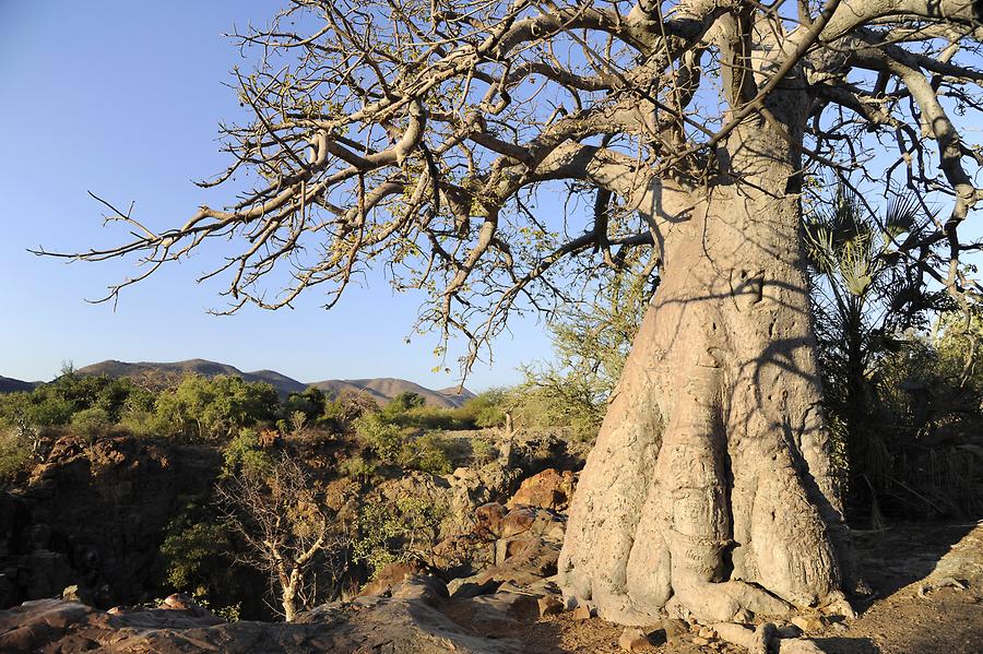 African Baobab