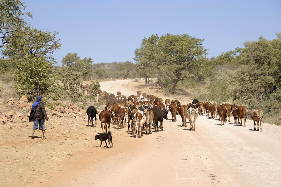 Herd of Cattle