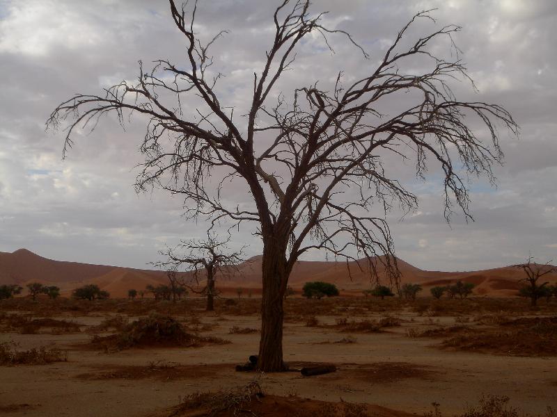 Dead trees