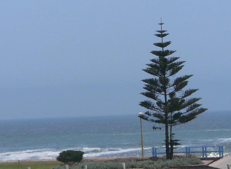 Araucaria on the beach