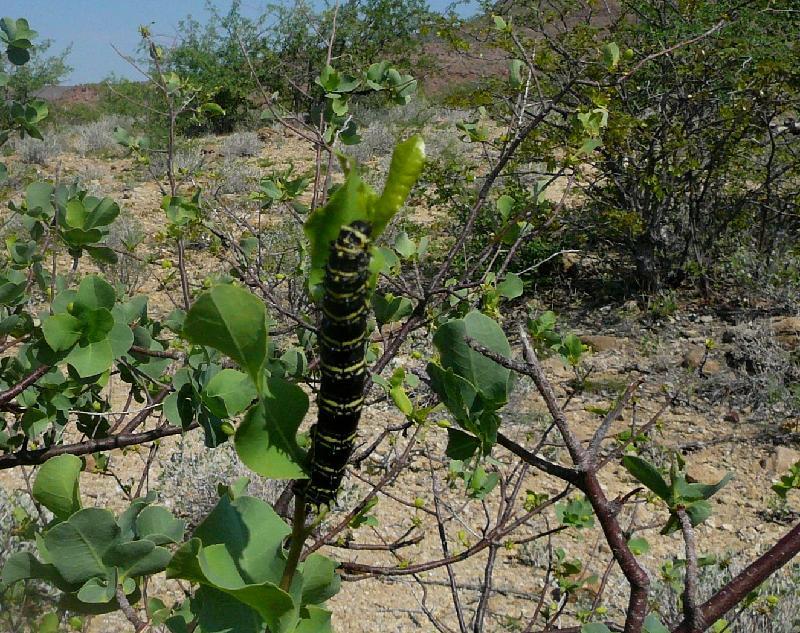 Caterpillar