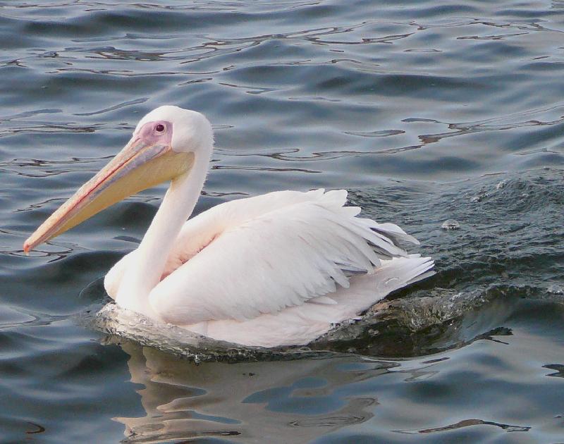 Pelican