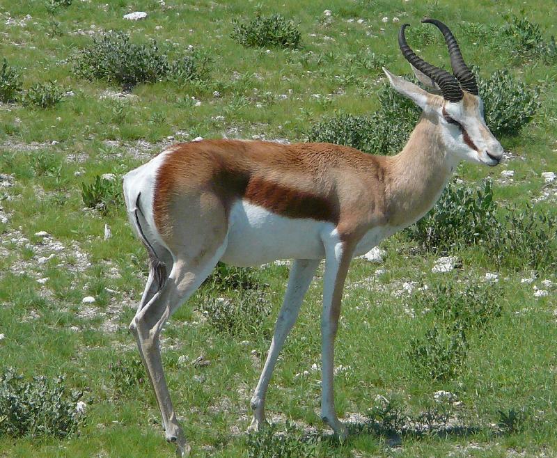 Springbok