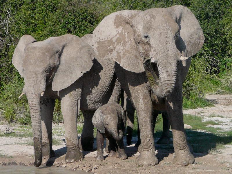 Elephant family