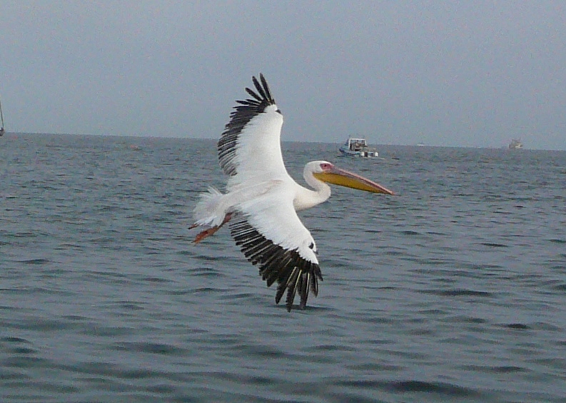 Flying pelican