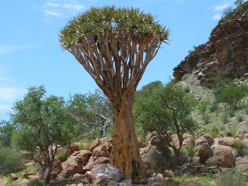 Quiver trees