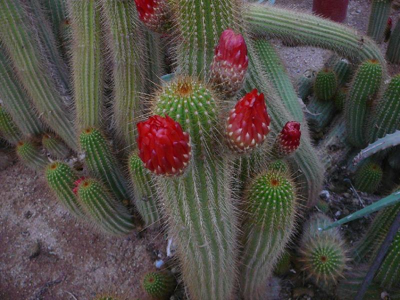 Cacti