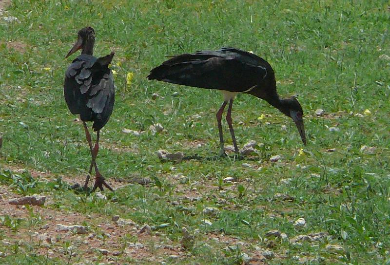 Namibian storks