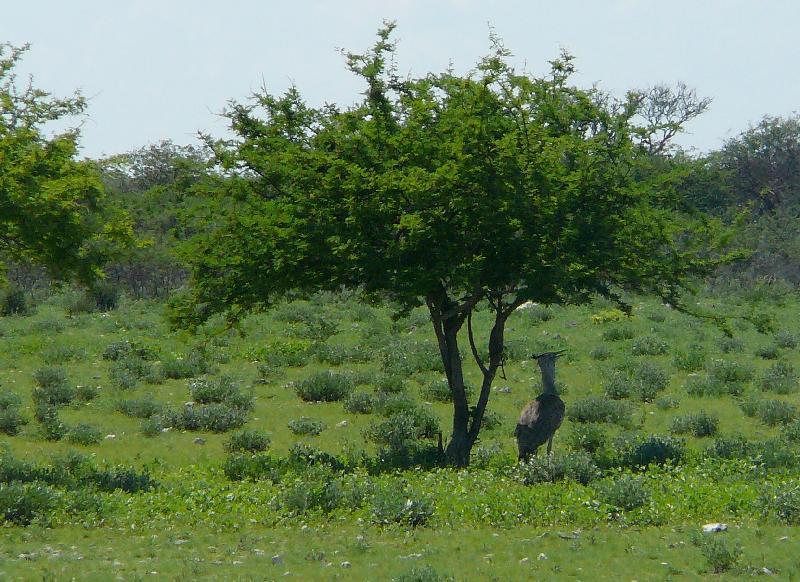 Kori bustard