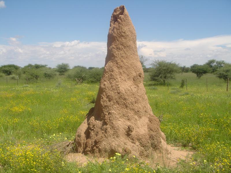 Termites nest