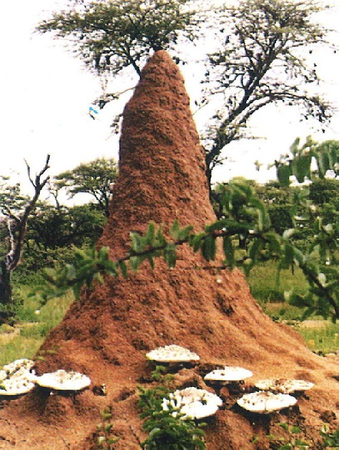 Termites nest