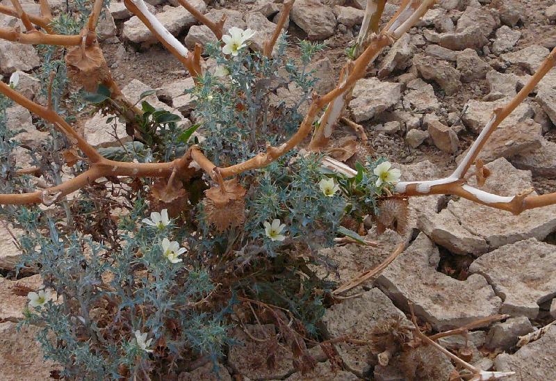 Flowers in the desert