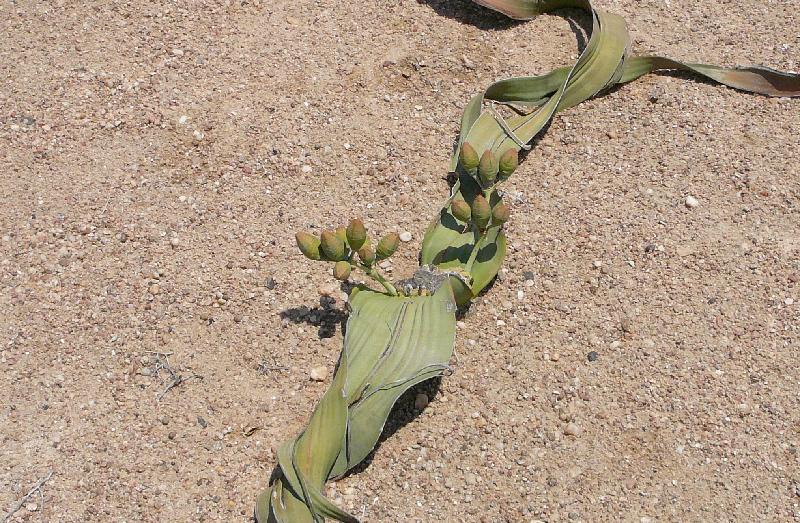 Welwitschia