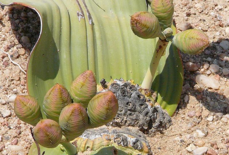 Fruit of the Welwitschia