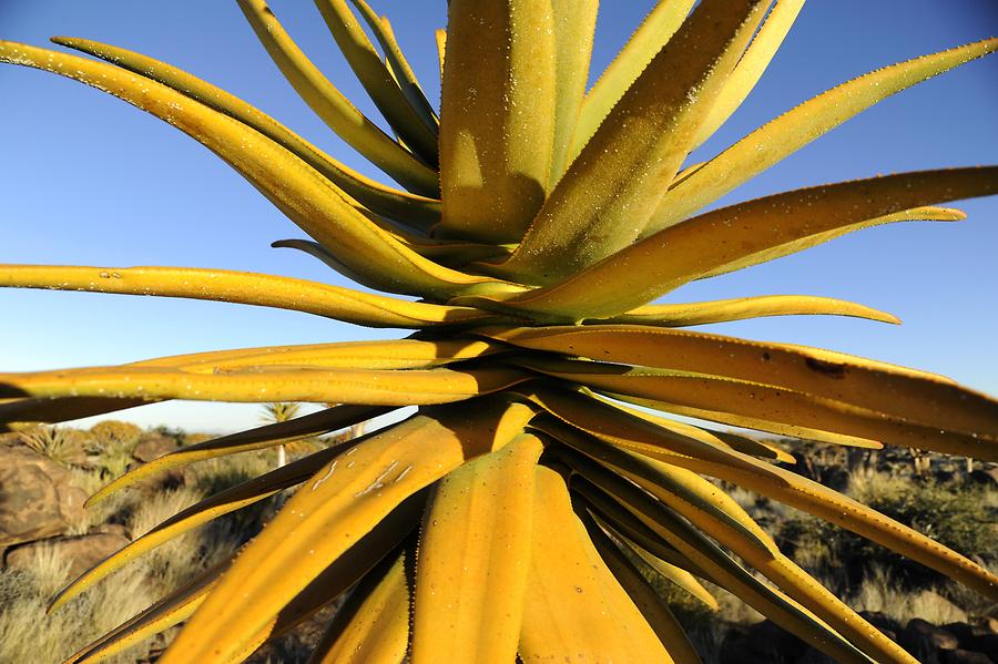 Aloe