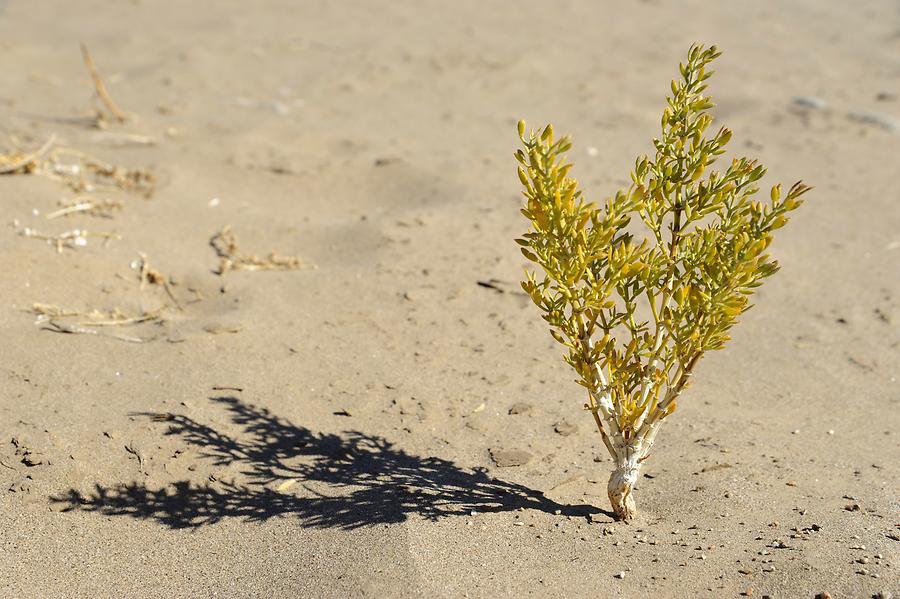 Desert Flower