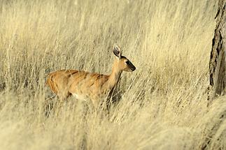 Dik-Dik