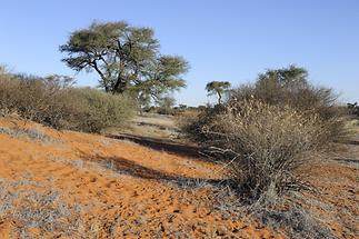 Kalahari Desert