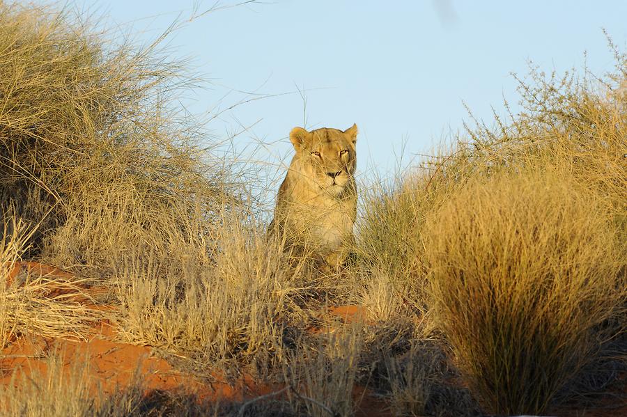 Lioness