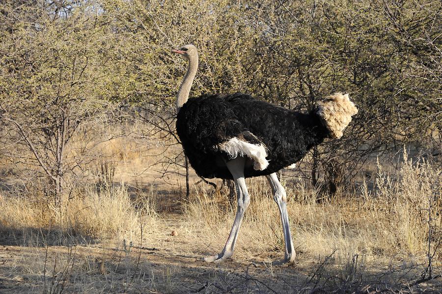 Ostrich