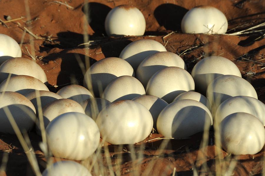 Ostrich Eggs