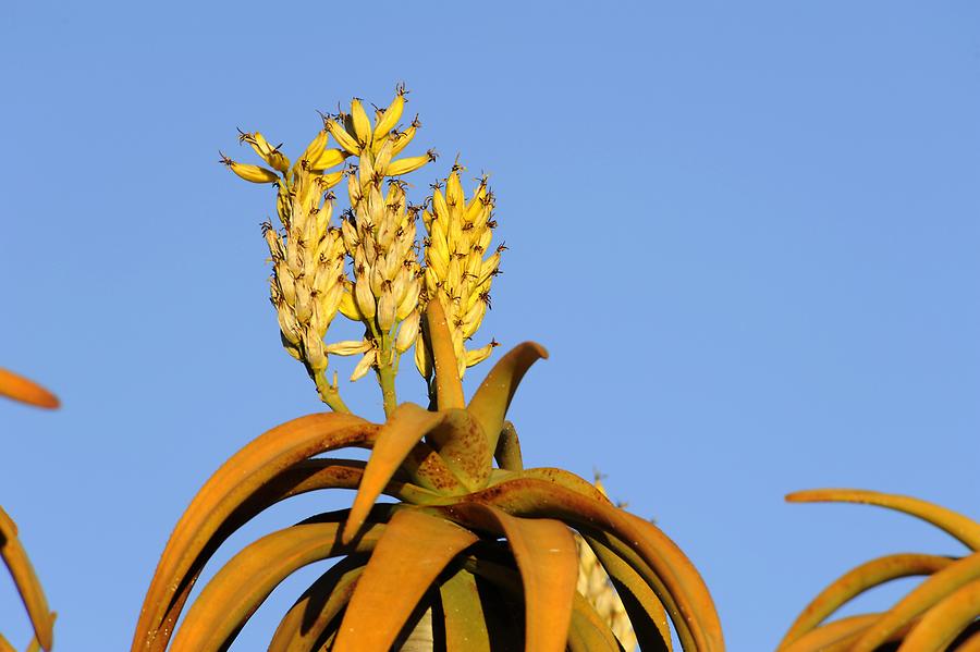 Quiver Tree Blossom